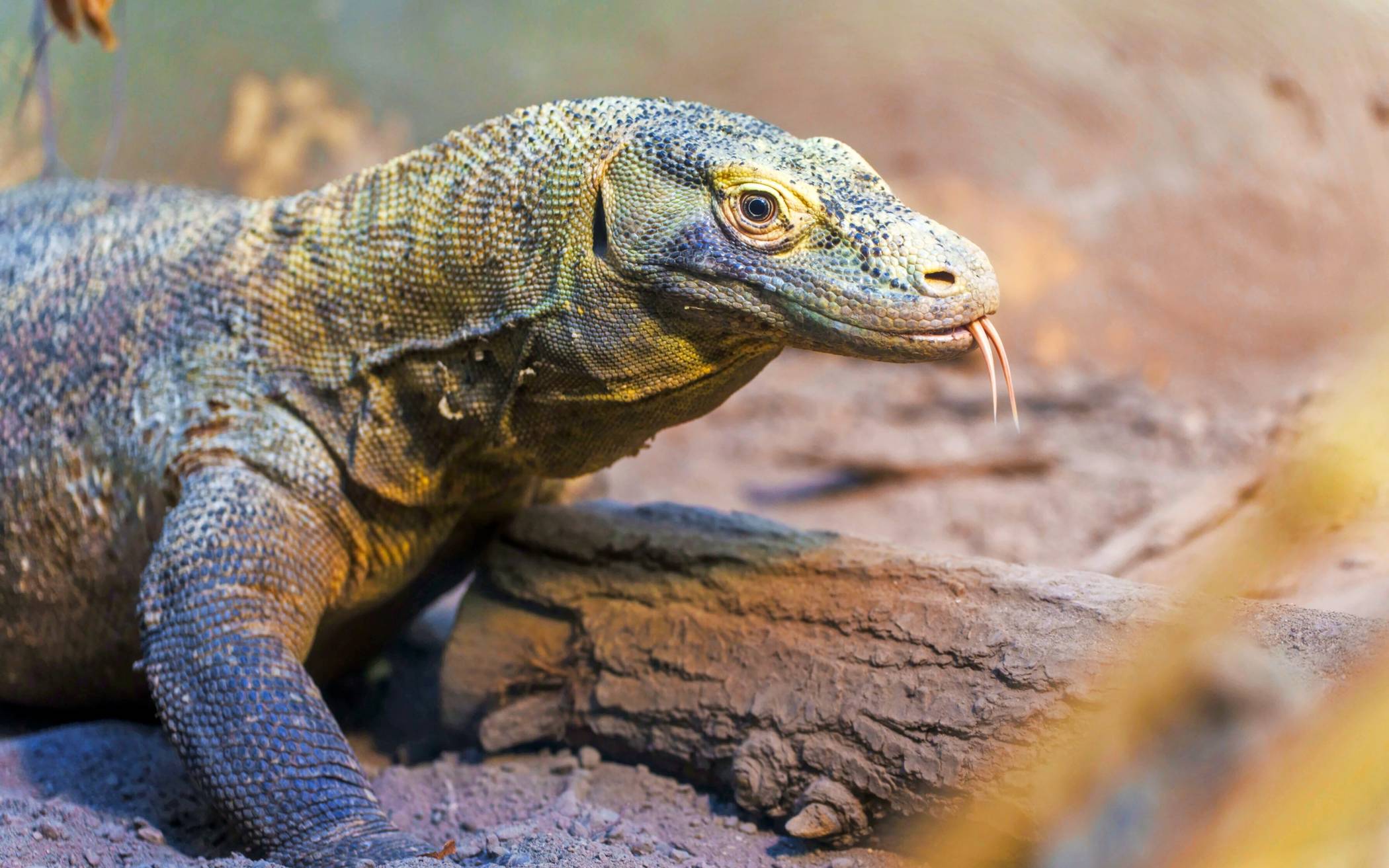 Almanya'nın en eski hayvanat bahçelerinden biri olan Köln Hayvanat Bahçesi'nde (Kölner Zoo) Temmuz ayında açılan yeni zürafa alanının ardından, tamamen yenilenen Ejderha Evi (Drachenhaus) ziyaretçilere kapılarını açtı.